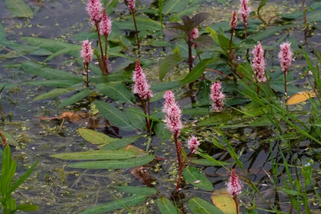 PERSICARIA AMPHIBIA EXTRACT 대표 사진