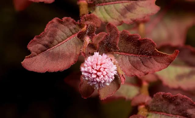 PERSICARIA CAPITATA EXTRACT 대표 사진