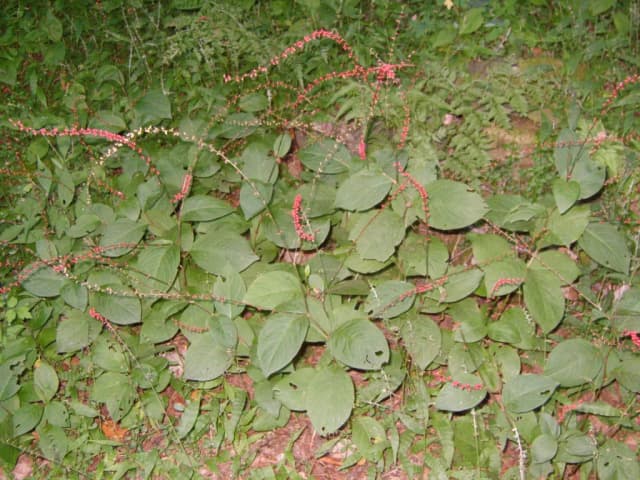 PERSICARIA FILIFORMIS LEAF/STEM EXTRACT 대표 사진