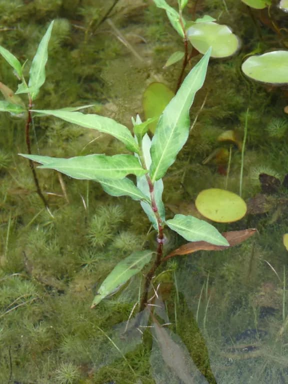 PERSICARIA HYDROPIPER SPROUT EXTRACT 대표 사진