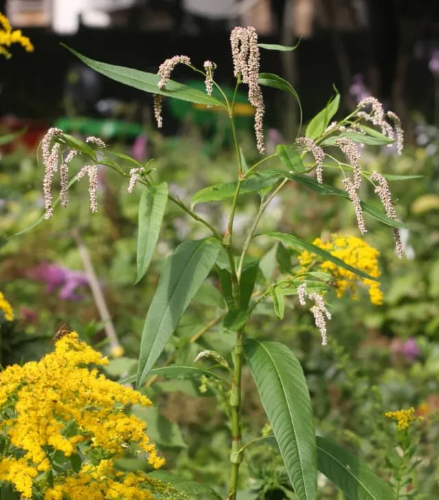 PERSICARIA LAPATHIFOLIA EXTRACT 대표 사진