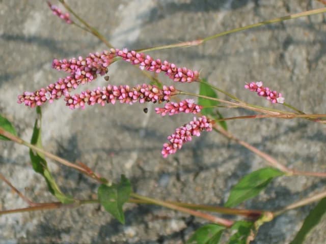 PERSICARIA LONGISETA EXTRACT 대표 사진
