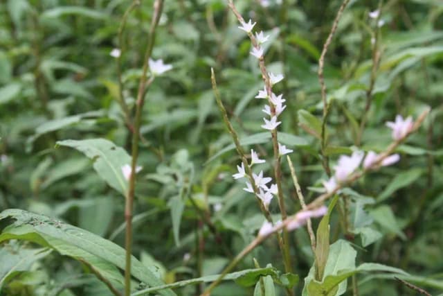 PERSICARIA MINOR LEAF/STEM EXTRACT 대표 사진