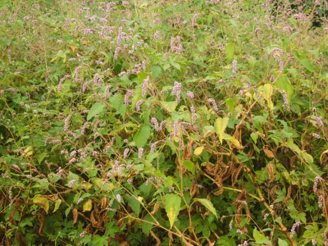PERSICARIA ORIENTALIS LEAF EXTRACT 대표 사진