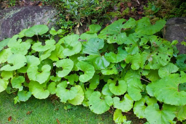 PETASITES JAPONICUS GIGANTEUS LEAF EXTRACT 대표 사진