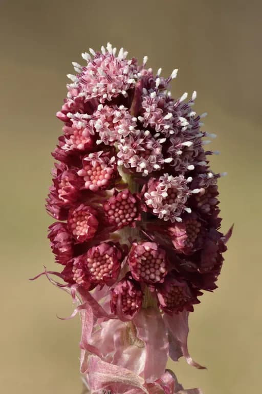 PETASITES VULGARIS LEAF EXTRACT 대표 사진