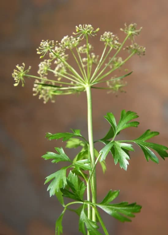 PETROSELINUM CRISPUM JUICE 대표 사진