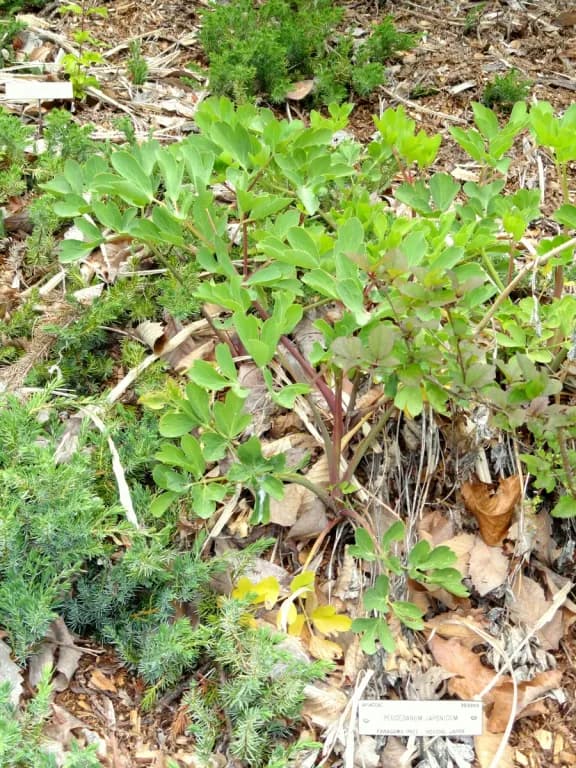 PEUCEDANUM JAPONICUM ROOT EXTRACT 대표 사진