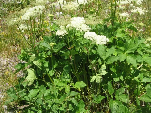 PEUCEDANUM OSTRUTHIUM ROOT EXTRACT 대표 사진