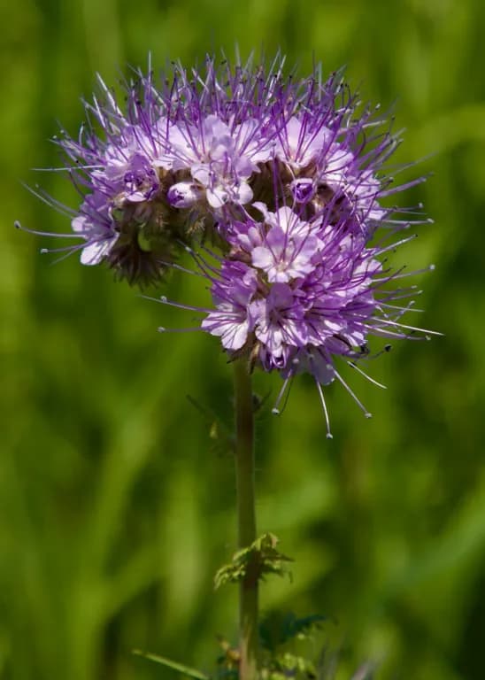 PHACELIA TANACETIFOLIA FLOWER EXTRACT 대표 사진