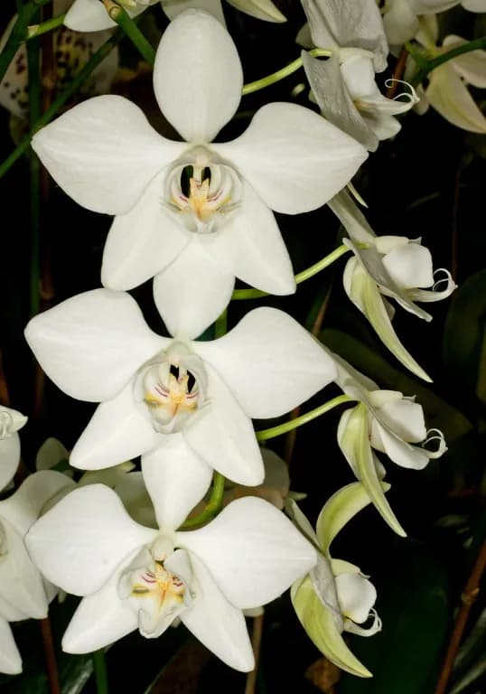 PHALAENOPSIS APHRODITE CALLUS EXTRACT 대표 사진