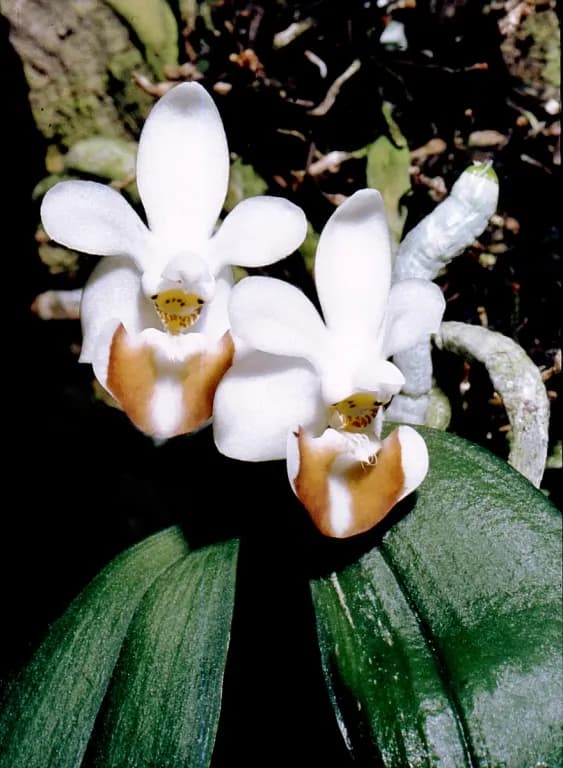 PHALAENOPSIS LOBBII EXTRACT 대표 사진
