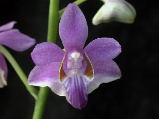 PHALAENOPSIS PULCHERRIMA LEAF CELL EXTRACT 대표 사진