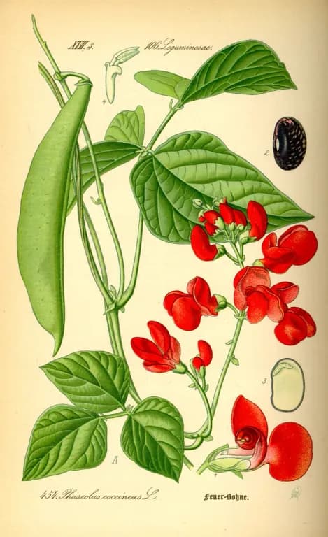 PHASEOLUS COCCINEUS SEED EXTRACT 대표 사진