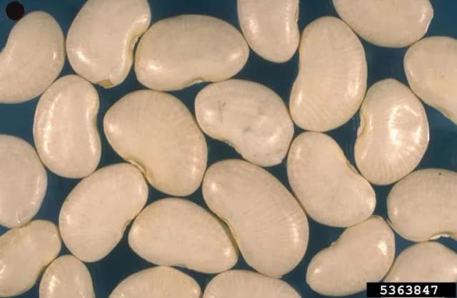 PHASEOLUS LUNATUS SEED EXTRACT 대표 사진
