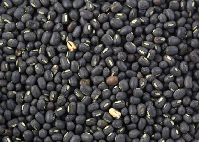PHASEOLUS MUNGO ROOT EXTRACT 대표 사진