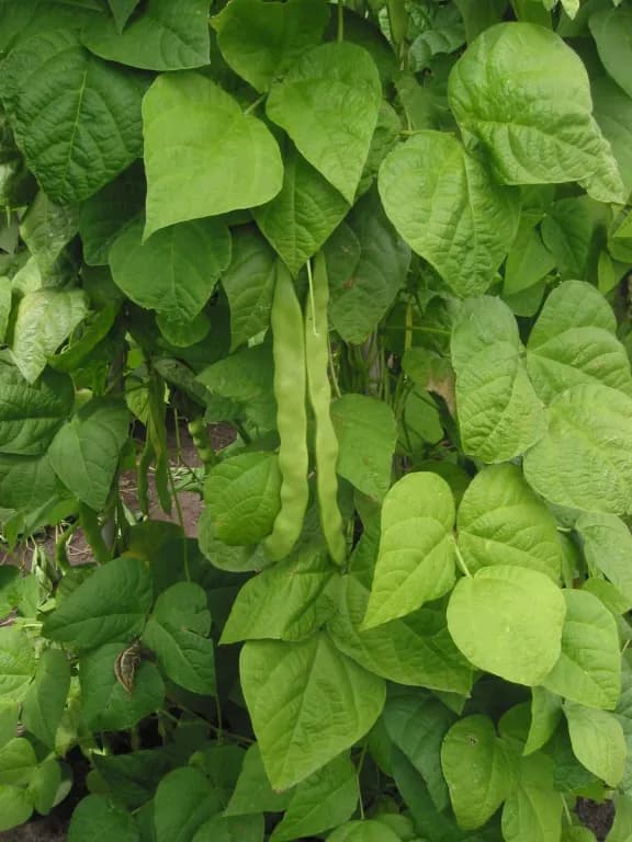 インゲンマメ種子 대표 사진