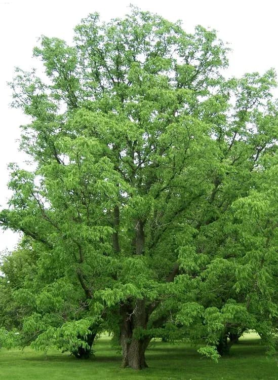 PHELLODENDRON AMURENSE LEAF EXTRACT 대표 사진