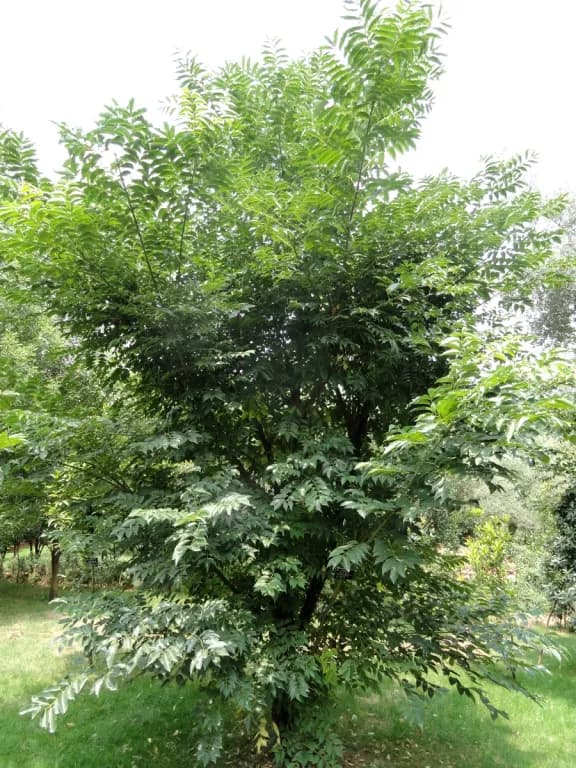 PHELLODENDRON CHINENSE BARK EXTRACT 대표 사진