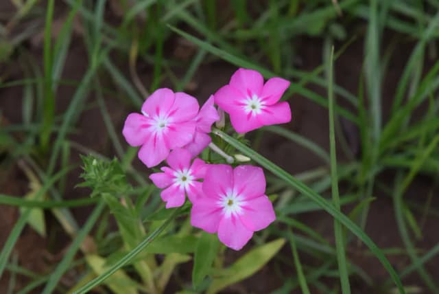 PHLOX DRUMMONDII SEED EXTRACT 대표 사진