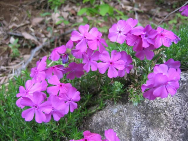 PHLOX SUBULATA BRANCH/FLOWER/LEAF/STEM EXTRACT 대표 사진