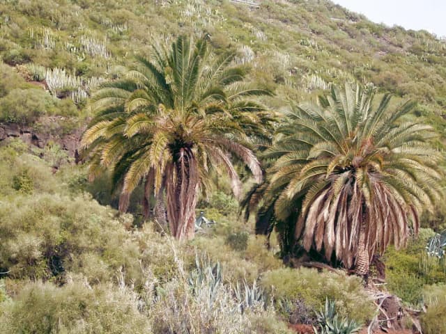 PHOENIX CANARIENSIS LEAF EXTRACT 대표 사진
