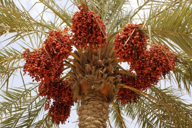 PHOENIX DACTYLIFERA BUD OIL 대표 사진