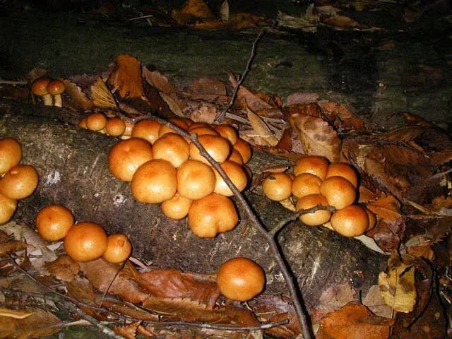 PHOLIOTA MICROSPORA FRUITING BODY EXTRACT 대표 사진