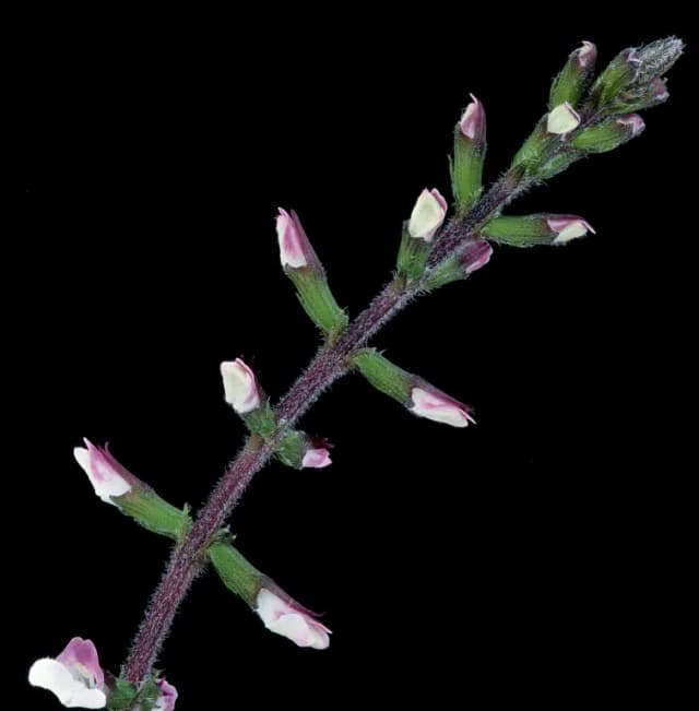 PHRYMA LEPTOSTACHYA EXTRACT 대표 사진