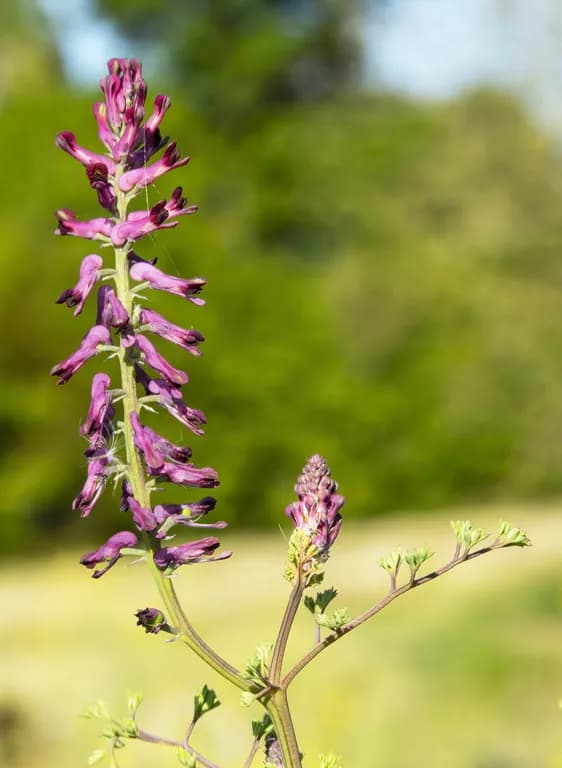 FUMARIA OFFICINALIS EXTRACT 대표 사진