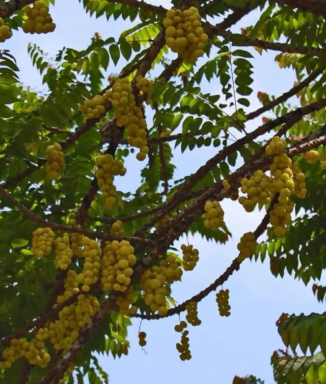 PHYLLANTHUS ACIDUS FRUIT EXTRACT 대표 사진
