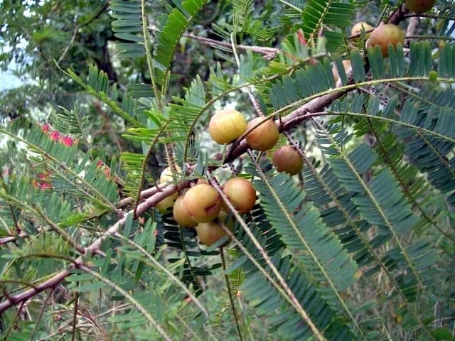 PHYLLANTHUS EMBLICA FRUIT/PERILLA FRUTESCENS LEAF/(ANGELICA ACUTILOBA/SALVIA MILTIORRHIZA) ROOT EXTRACT 대표 사진