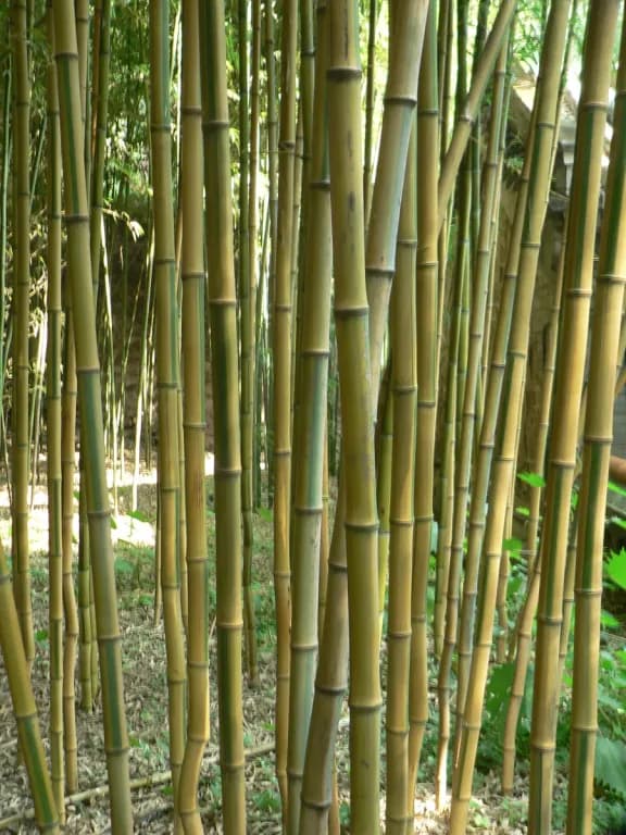 PHYLLOSTACHYS AUREOSULCATA LEAF EXTRACT 대표 사진
