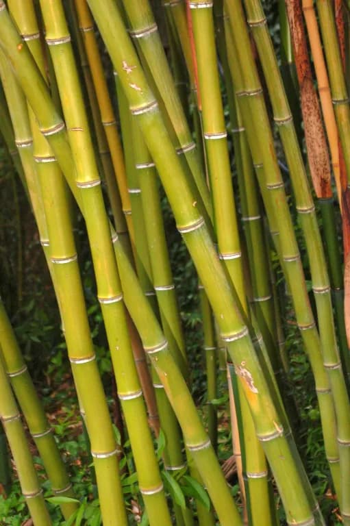 PHYLLOSTACHYS BAMBUSOIDES LEAF EXTRACT 대표 사진