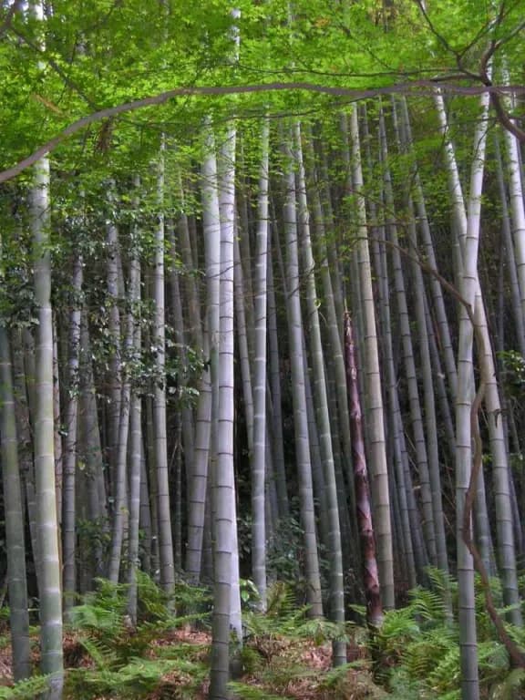 PHYLLOSTACHYS HETEROCYCLA FRASS EXTRACT 대표 사진