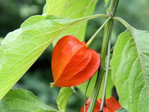 PHYSALIS ALKEKENGI FRUIT/LEAF/STEM EXTRACT 대표 사진