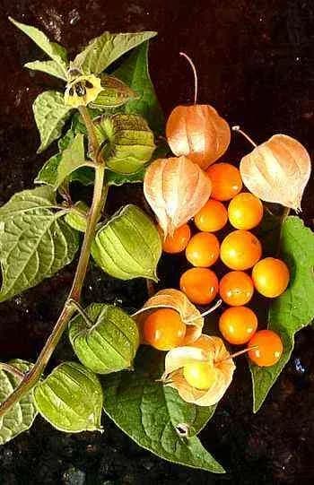 PHYSALIS PERUVIANA FRUIT EXTRACT 대표 사진