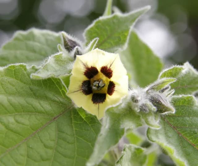PHYSALIS PUBESCENS FRUIT EXTRACT 대표 사진