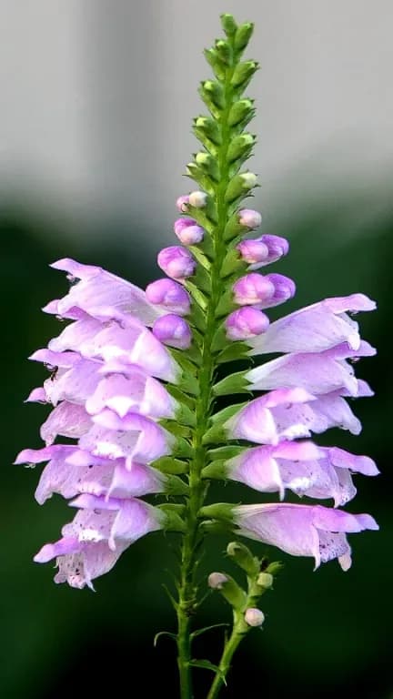 PHYSOSTEGIA VIRGINIANA LEAF/STEM EXTRACT 대표 사진