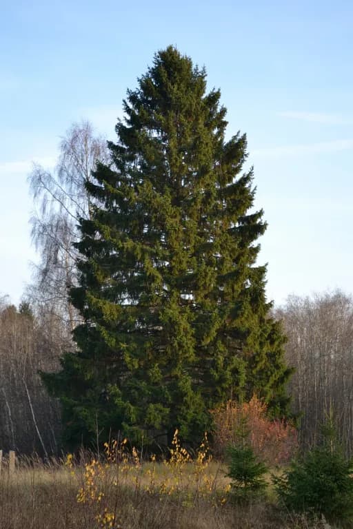 PICEA ABIES LEAF CELL EXTRACT 대표 사진