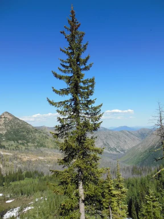 PICEA ENGELMANNII OIL 대표 사진