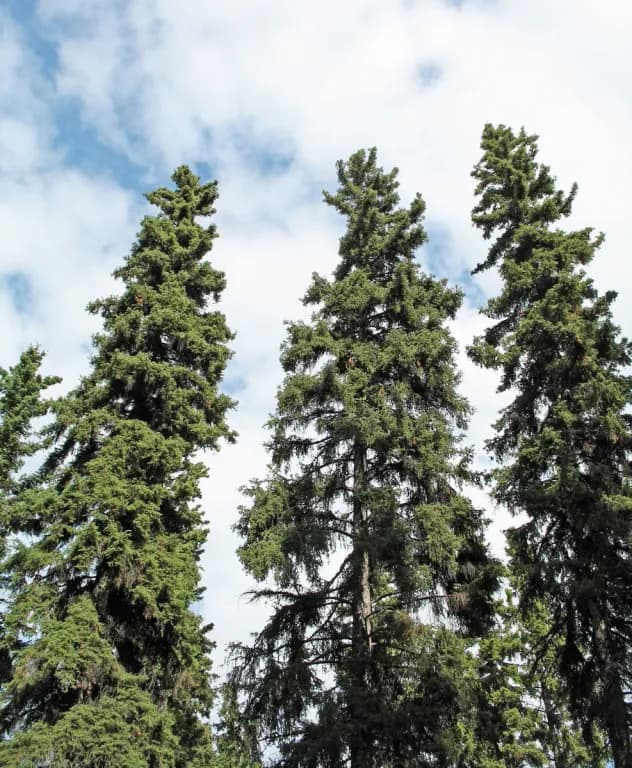 PICEA GLAUCA BARK EXTRACT 대표 사진