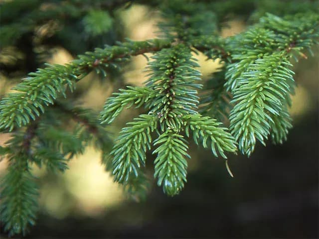 PICEA GLEHNII NEEDLE OIL 대표 사진