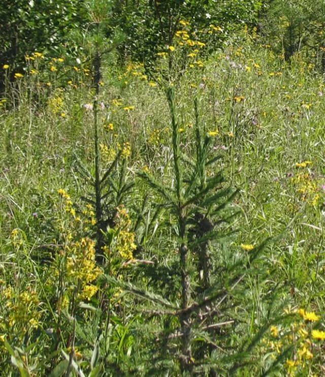 PICEA OBOVATA NEEDLE EXTRACT 대표 사진