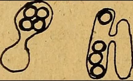 PICHIA MEMBRANIFACIENS FERMENT EXTRACT 대표 사진