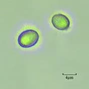 PICHIA PASTORIS EXTRACT/SR-(STURGEON POLYPEPTIDE-5 HEXAPEPTIDE-40) 대표 사진