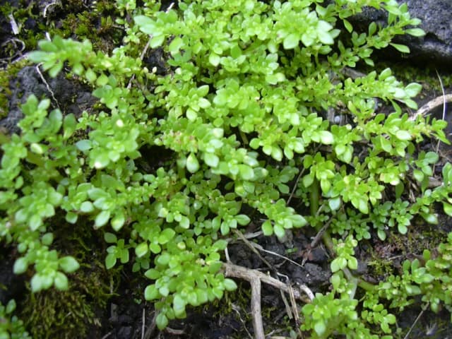 PILEA MICROPHYLLA EXTRACT 대표 사진