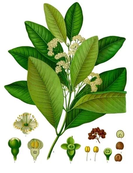 PIMENTA OFFICINALIS LEAF OIL 대표 사진