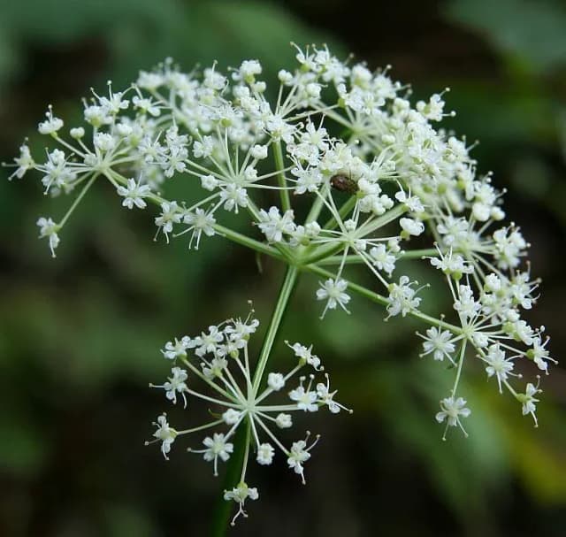 PIMPINELLA BRACHYCARPA LEAF EXTRACT 대표 사진