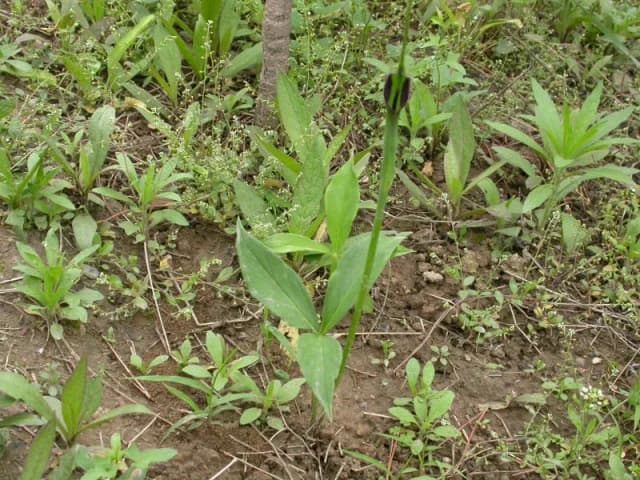 PINELLIA TERNATA CALLUS EXTRACT 대표 사진